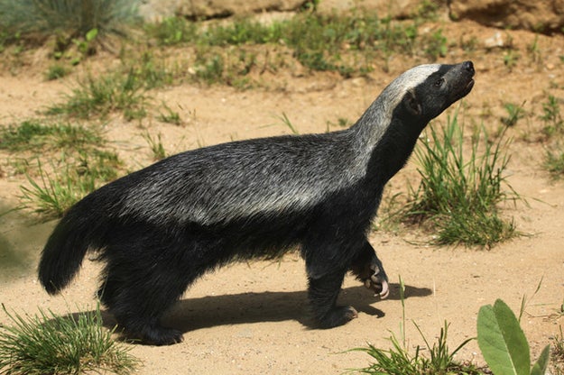 Given that honey badgers look like skunks, it's not totally surprising that they fart. What is surprising is that their farts are so strong they use them to overwhelm bees when ravaging their nests for honey.