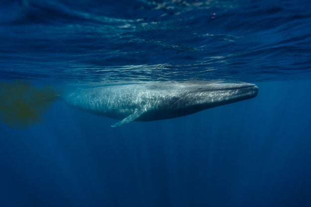 And whales' farts, while not the smelliest, are actually the biggest farts of them all.