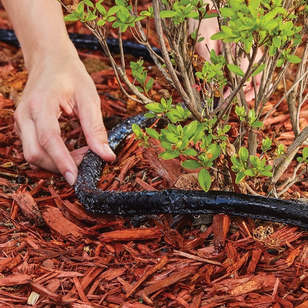 a hand wrapping the soaker hose along a row of bushes 