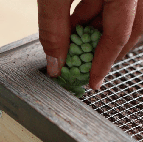 Here's what you'll need to make it happen:• Wood slabs 2 inch x 3/4 inch• Picture frame• Mesh wire• Wood glue• Plywood • Screws• Nails• Hammer• Staple gun• Garden soil• Plants