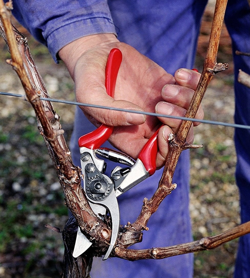 Reviewer&#x27;s pruners are easily cutting through a very thick stem