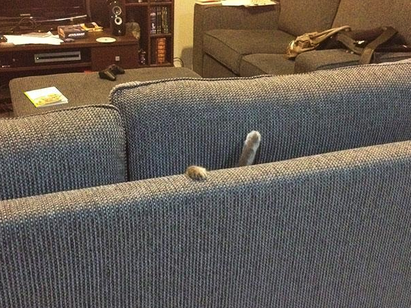 This fluffy cat who got stuck between the couch cushions: