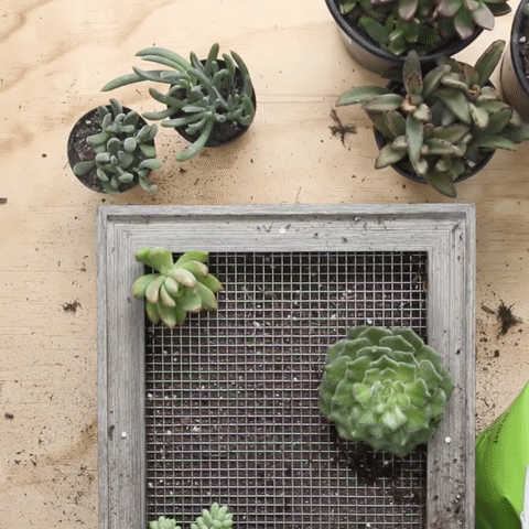 And don't forget to use a spray bottle to water the plants!