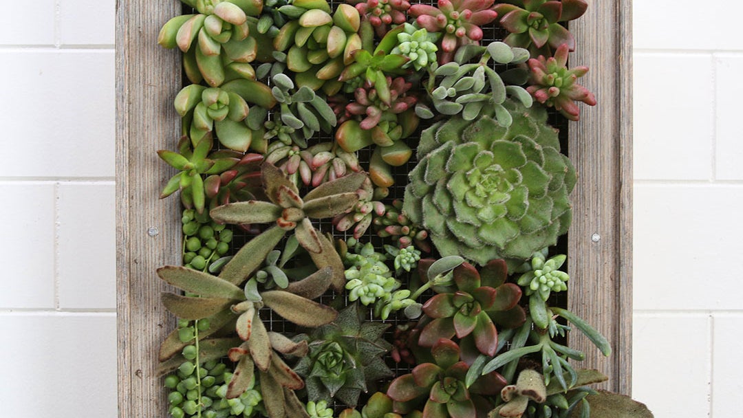 succulent fabric Succulents Pattern 2 Quilting Cotton Fabric 118