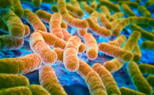 Shiga toxin-producing E. coli can cause diarrhea, stomach cramps, and vomiting. Most cases are mild, but some can become severe or even fatal.