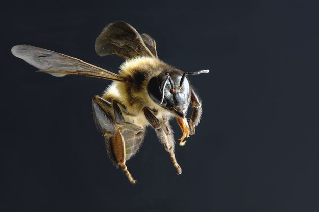 オスは働かない 針を失うと死ぬ ミツバチの知られざる生態16選