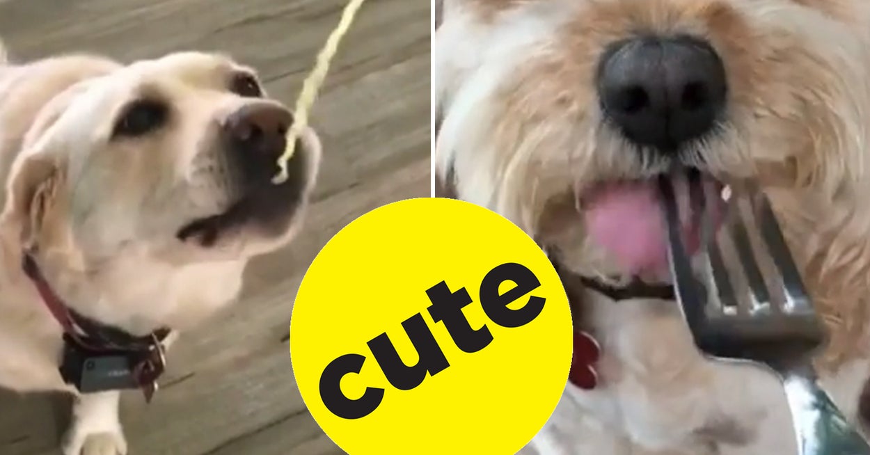 犬たちがゆっくり食事する動画がむちゃくちゃ癒されるので見て 犬たちがゆっくり食事する動画がむちゃくちゃ癒されるので見て