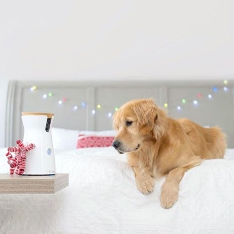 dog camera dispenses treats