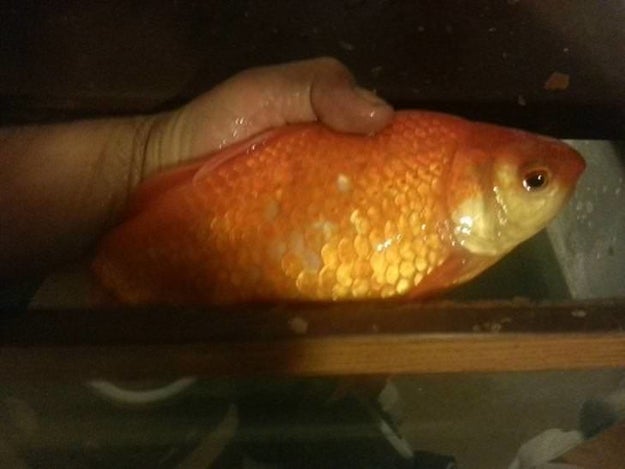 This big ol' fish that was purchased from Walmart. It's 11-years-old and has a 60-gallon tank!!!!!!