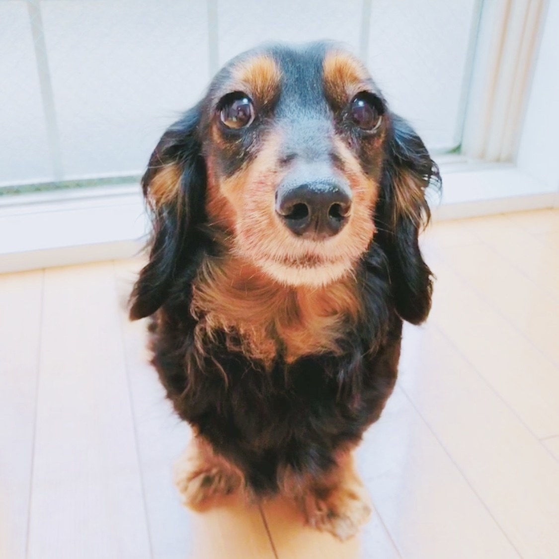 うちの犬が爆食いしてる ちゅ る を同僚にも食べてもらった結果