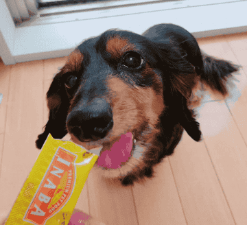 うちの犬が爆食いしてる ちゅ る を同僚にも食べてもらった結果 うちの犬が爆食いしてる ちゅ る を同僚にも食べてもらった結果