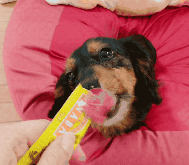 うちの犬が爆食いしてる ちゅ る を同僚にも食べてもらった結果