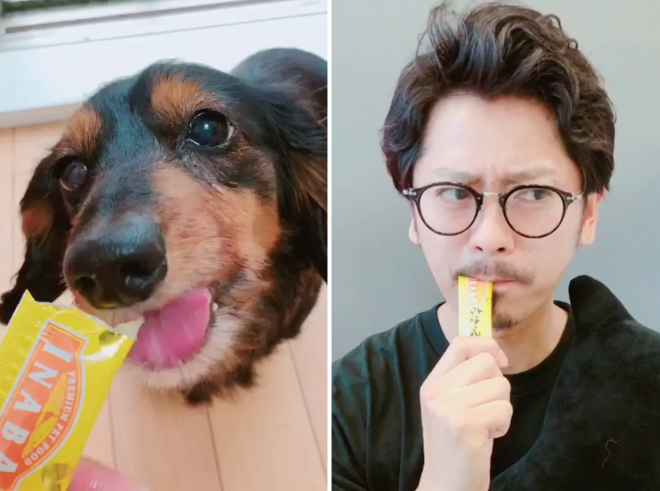 うちの犬が爆食いしてる ちゅ る を同僚にも食べてもらった結果