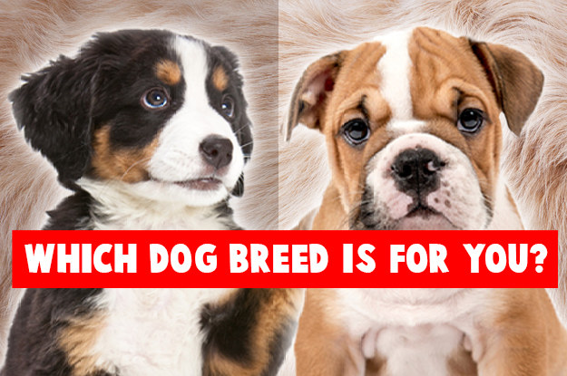 breed selector test