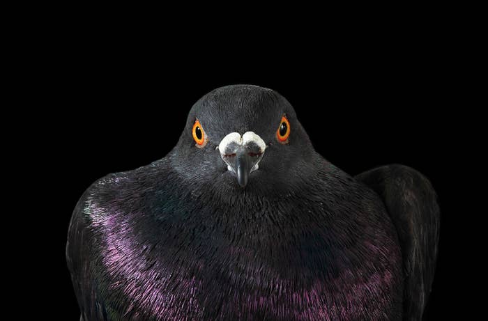 Here S Everything You Didn T Think You Wanted To Know About Pigeons