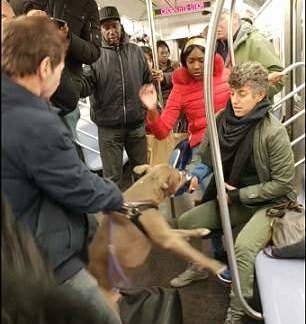 After the dog released the woman, the train stopped at Wall Street and the pit bull and its owner exited the station.