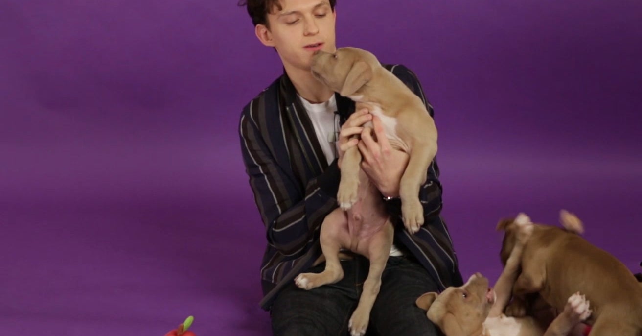 We Had Tom Holland Play With Puppies While Answering Fan Questions And