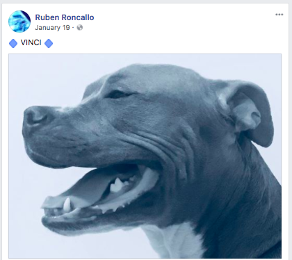 Per Roncallo's social media posts, the dog shown in the video is his service dog, a pit bull named Vinci.