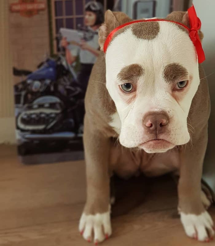 まろ眉ワンちゃんは超ハッピー 見ているだけで元気になる写真たち