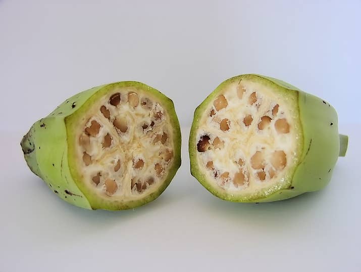 There are two breeds of wild bananas, the one you see above is inedible due to the seeds inside, and both breeds are very small. Through thousands of years of crossbreeding and cultivation, humans managed to create the bananas we have today.