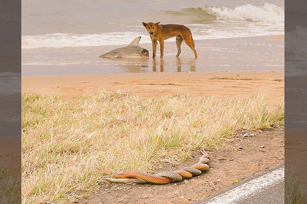 This Photo Of A Dingo With A Dead Shark And Two Snakes Having Sex Is Totally, 100% Fake