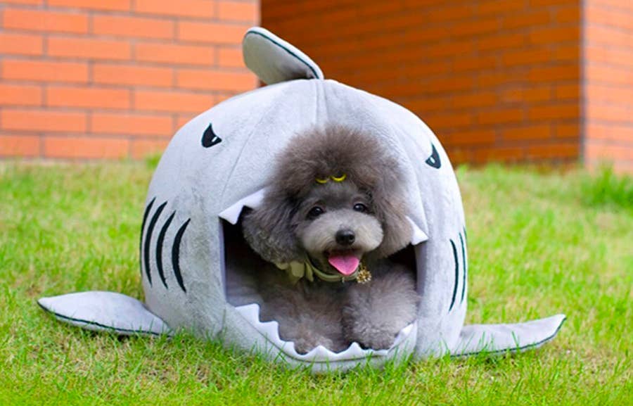 dogs and cats used as shark bait