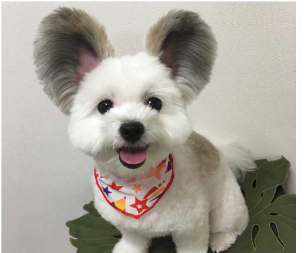 Dog with mouse store ears