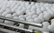 Algumas espécies vão colocar menos e outras mais, mas quanto mais quente, mais rápido os ovos demoram a eclodir.