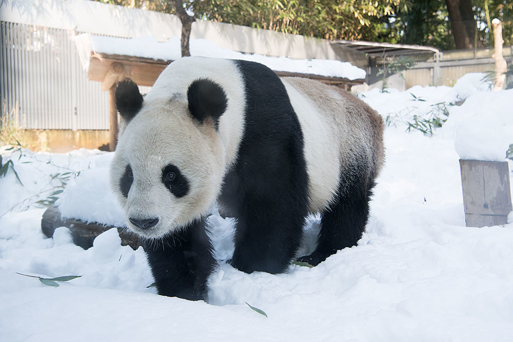 パンダ愛は台風にも大雪にも負けない。2100日連続で上野動物園に通い