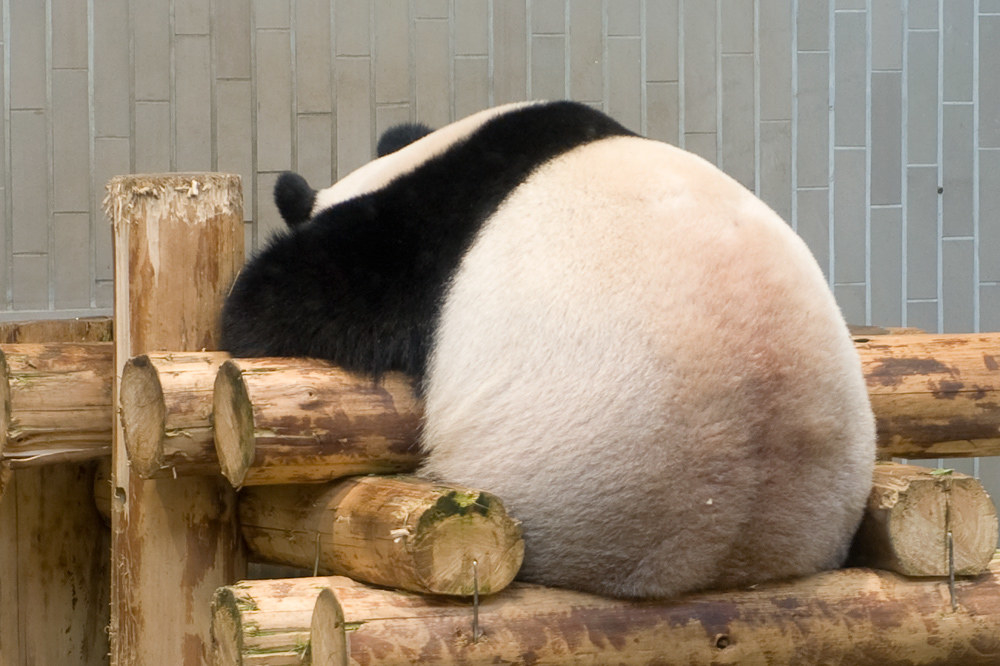 パンダ愛は台風にも大雪にも負けない。2100日連続で上野動物園に通い続ける人がいる