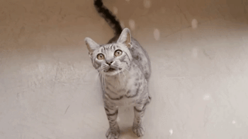 Gif of cat playing with dropping litter 