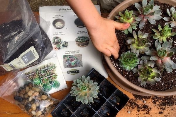 hands planting succulents into a pot