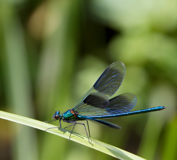 Female dragonflies will sometimes fake their own death to avoid mating with a male.
