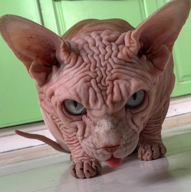 Ugly naked cat - 🧡 Кошку Ксердан часто сравнивают с гусеницей, инопланетян...