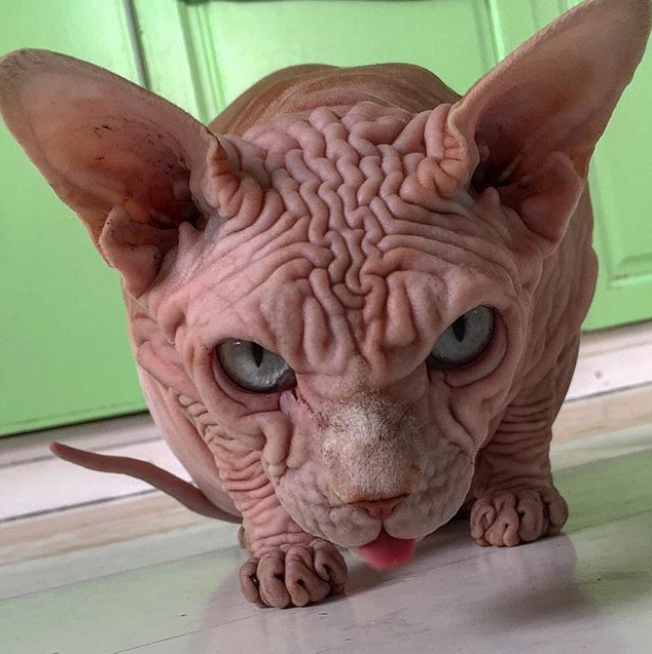 The odd-eyed hairless Sphynx cat who's a prize-winning champion Hairless cat, Sp