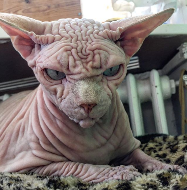 This Cat Looks Like A Supervillain That Would Stroke ...
