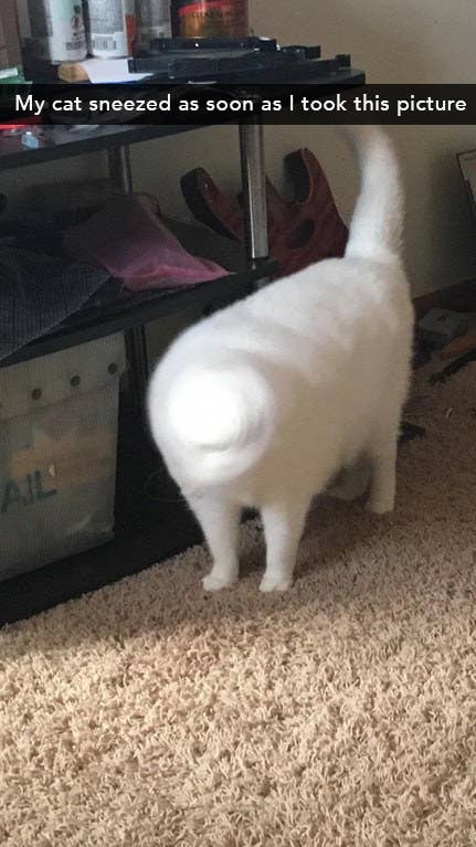 If These 24 Pictures Don T Make You Laugh I Honestly Don T Know