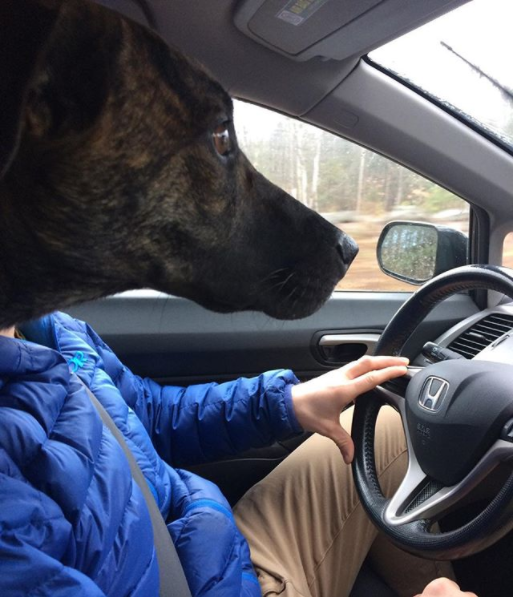 This half dog/half man that was probably tailgating a postal truck.