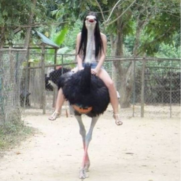 And this ostrich that needs to be cast in a shampoo commercial.