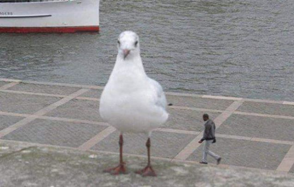 This seemingly giant seagull that towers over tiny humans.