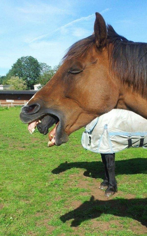 This horse that looks like it is giving birth out of its mouth. Yikes!