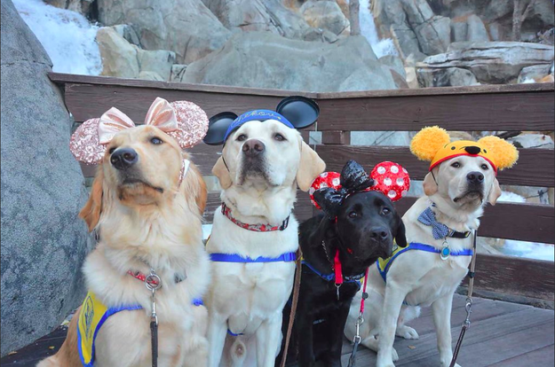Funny Pictures & Memes: These Service Dogs Went On A Field Trip To ...