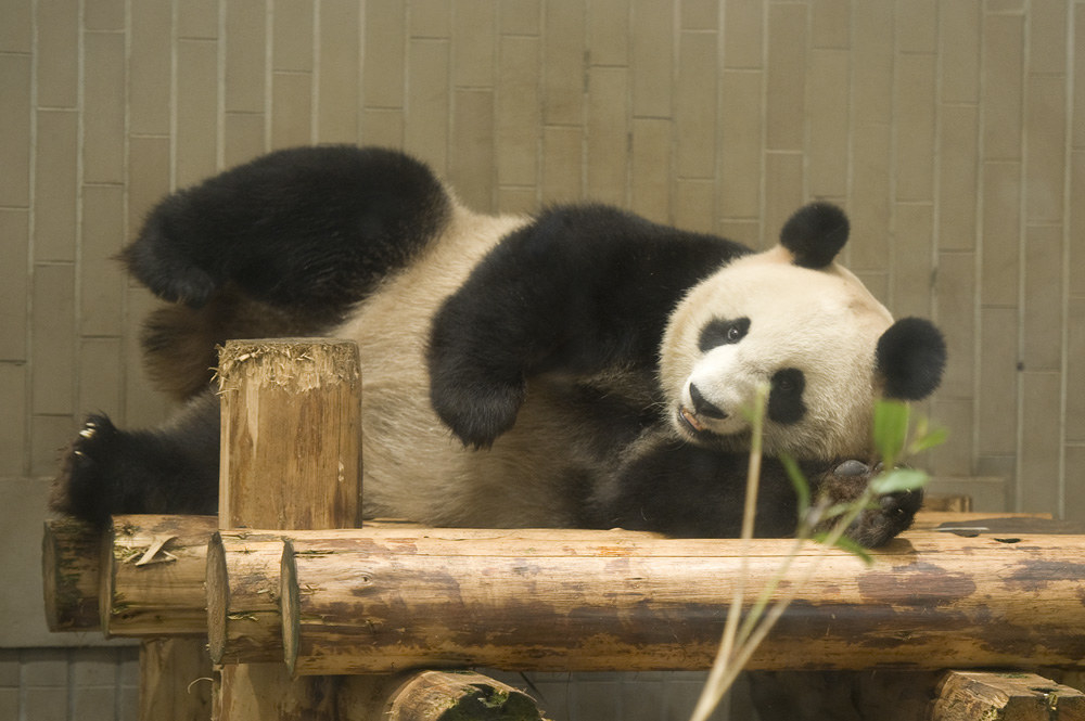 パンダ愛は台風にも大雪にも負けない 2100日連続で上野動物園に通い続ける人がいる