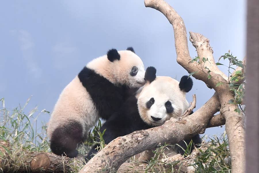 パンダ愛は台風にも大雪にも負けない 2100日連続で上野動物園に通い続ける人がいる