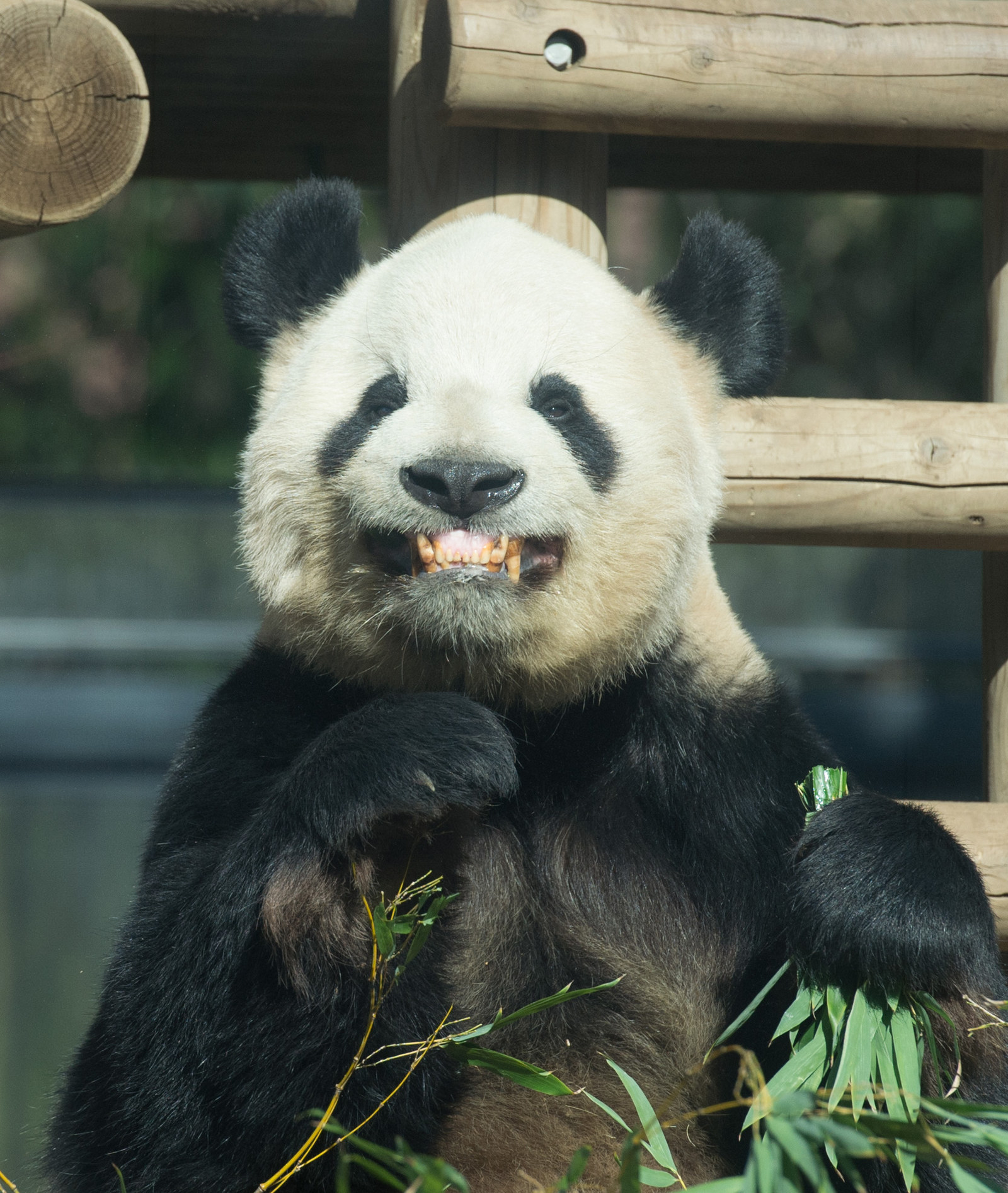 パンダ愛は台風にも大雪にも負けない 2100日連続で上野動物園に通い続ける人がいる