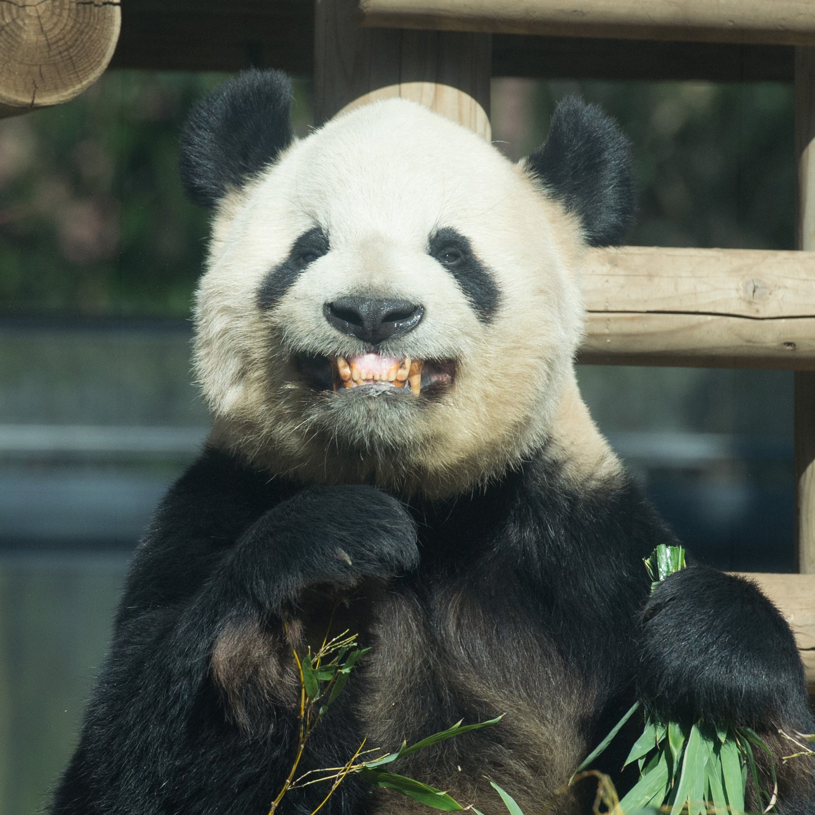 パンダ愛は台風にも大雪にも負けない 2100日連続で上野動物園に通い続ける人がいる