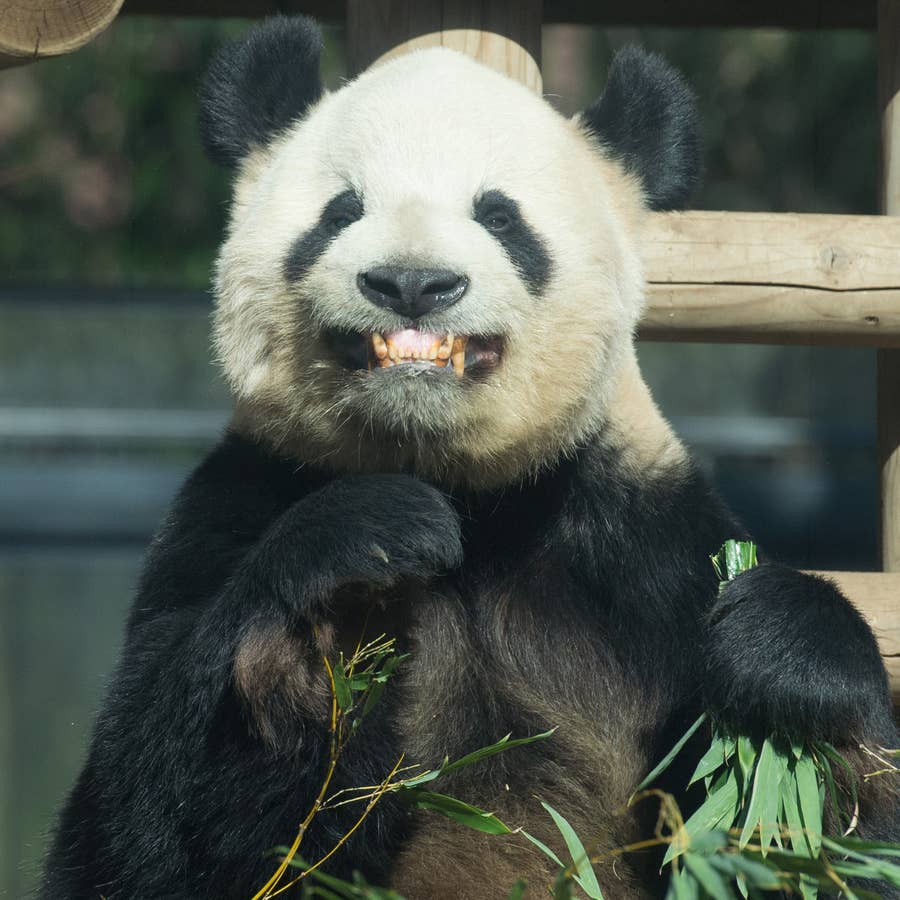 パンダ愛は台風にも大雪にも負けない 2100日連続で上野動物園に通い続ける人がいる