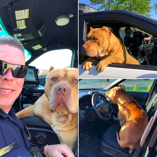 And BETTER YET: After this pure and wholesome photoshoot happened, the police were able to reunite this sweet boy — whose name is Gold (OMG presh!!!) — with his owner thanks to his microchip!!!