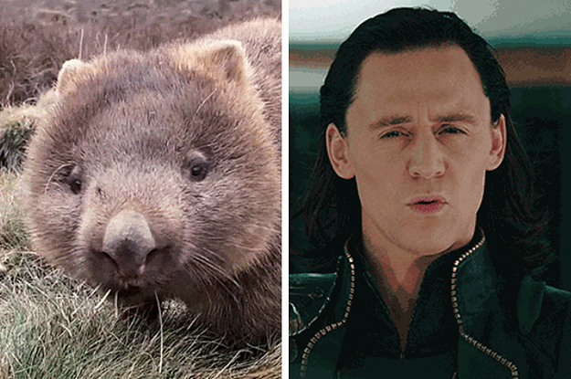 Confirmed: Wombats Eat Ass Confirmed: Wombats Eat Ass
