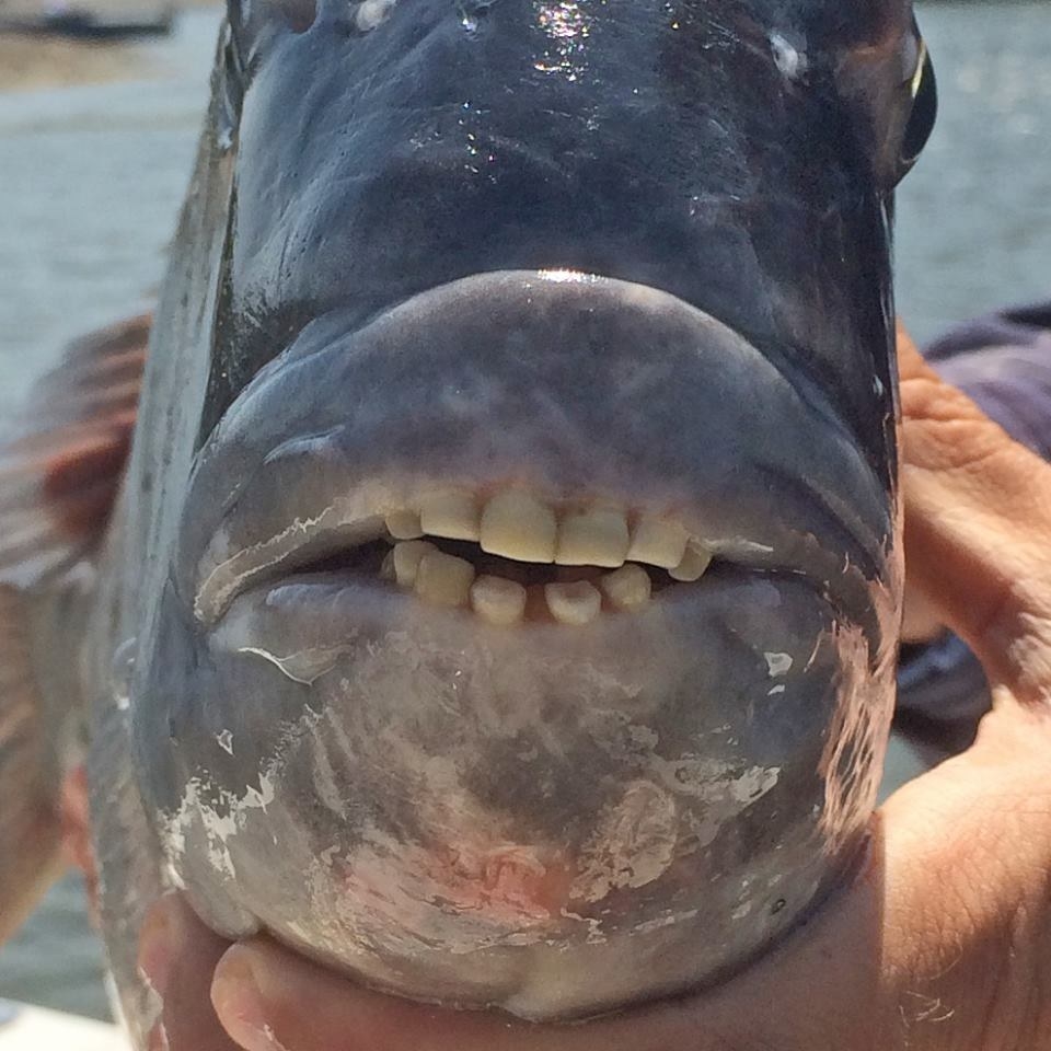 Fish That Have Human Teeth